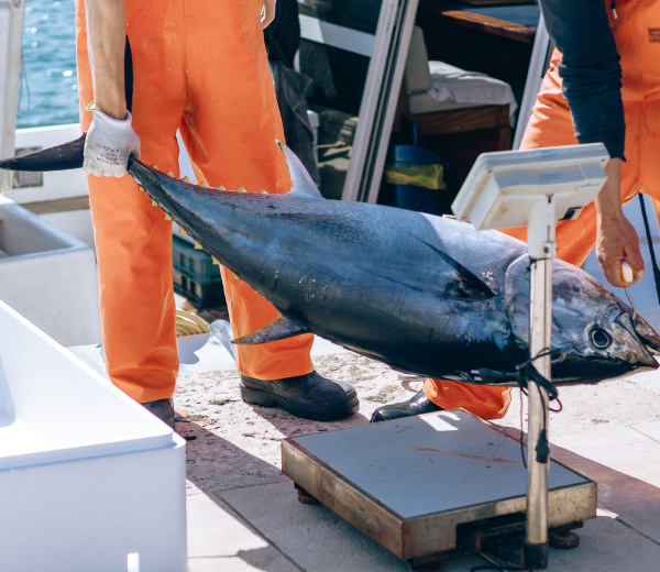  Processing and reception of fish