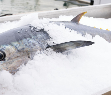  Processing and reception of fish